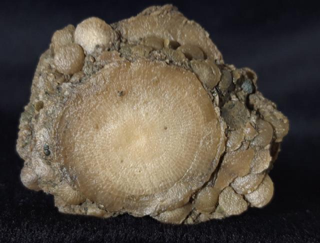 Nummulites exponens SOWERBY 1840 & ?Assilina sp. ORBIGNY 1829 - Bild © FossNet FossilienStore